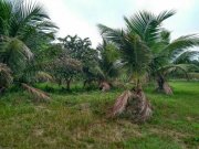  Brasilien 50 Ha grosses Tiefpreis-Grundstück bei Careiro Castanho AM Grundstück kaufen