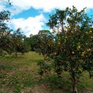  Brasilien 50 Ha grosses Grundstück - Bauernhof bei Presidente Figueiredo AM Grundstück kaufen