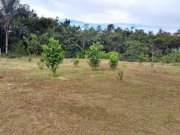  Brasilien 60 Ha Früchtefarm Presidente Figueiredo Am Grundstück kaufen