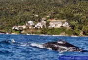 Punta Balandra Traum-Villa als Neubau direkt am Meer Haus kaufen