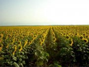 Tibilisi Fruchtbares Ackerland mit Verarbeitungs und Lagerhallen in Georgien Grundstück kaufen