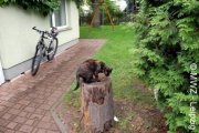 Leipzig freundliches und gemütliches Appartement mit Garten am Rande der Stadt Wohnung mieten